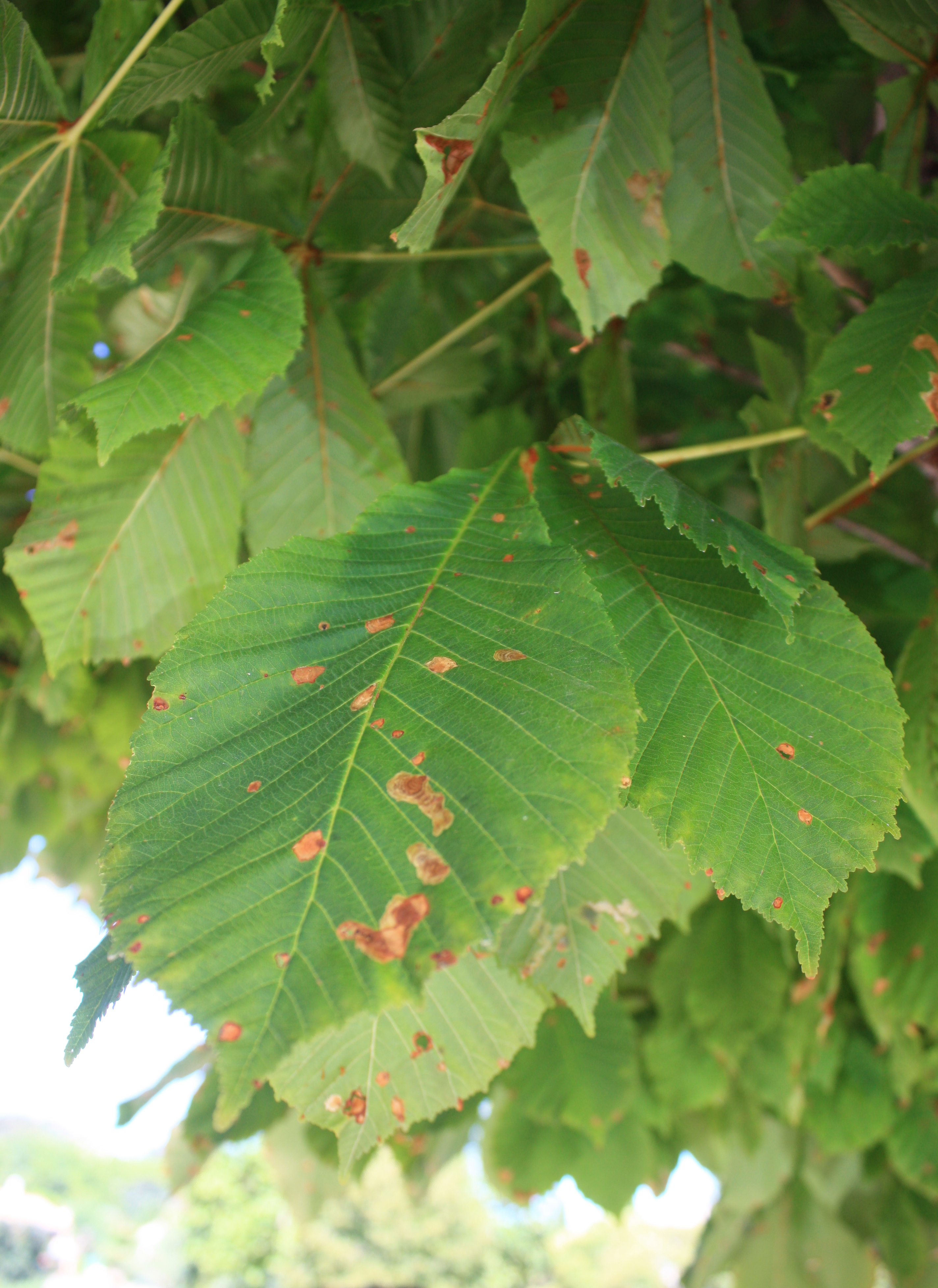 Etude phytosanitaire